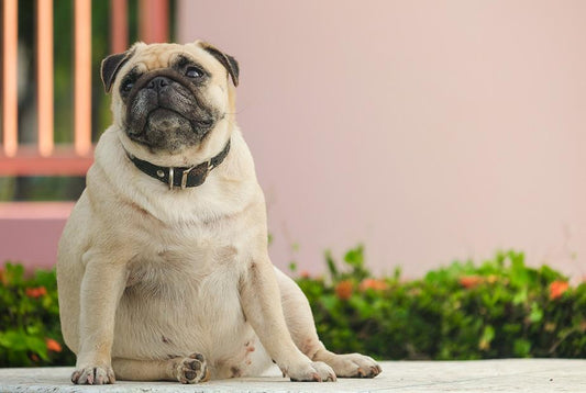 Five Simple Ways to Help Your Pets Lose Weight